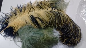 Ostrich feathers