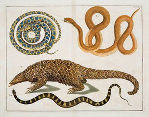 Pangolins - Seba (snakes)