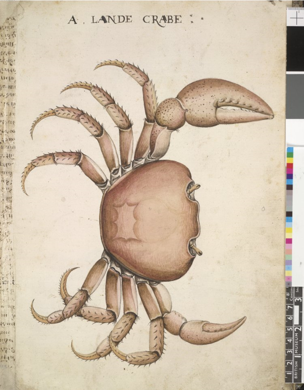 Land crab, leaf from a volume (now consisting of 113 leaves of drawings), after John White, 1585-1593. Museum number: SL,5270.16. © The Trustees of the British Museum