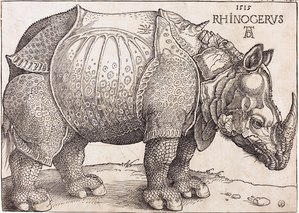 Duerer rhino cropped