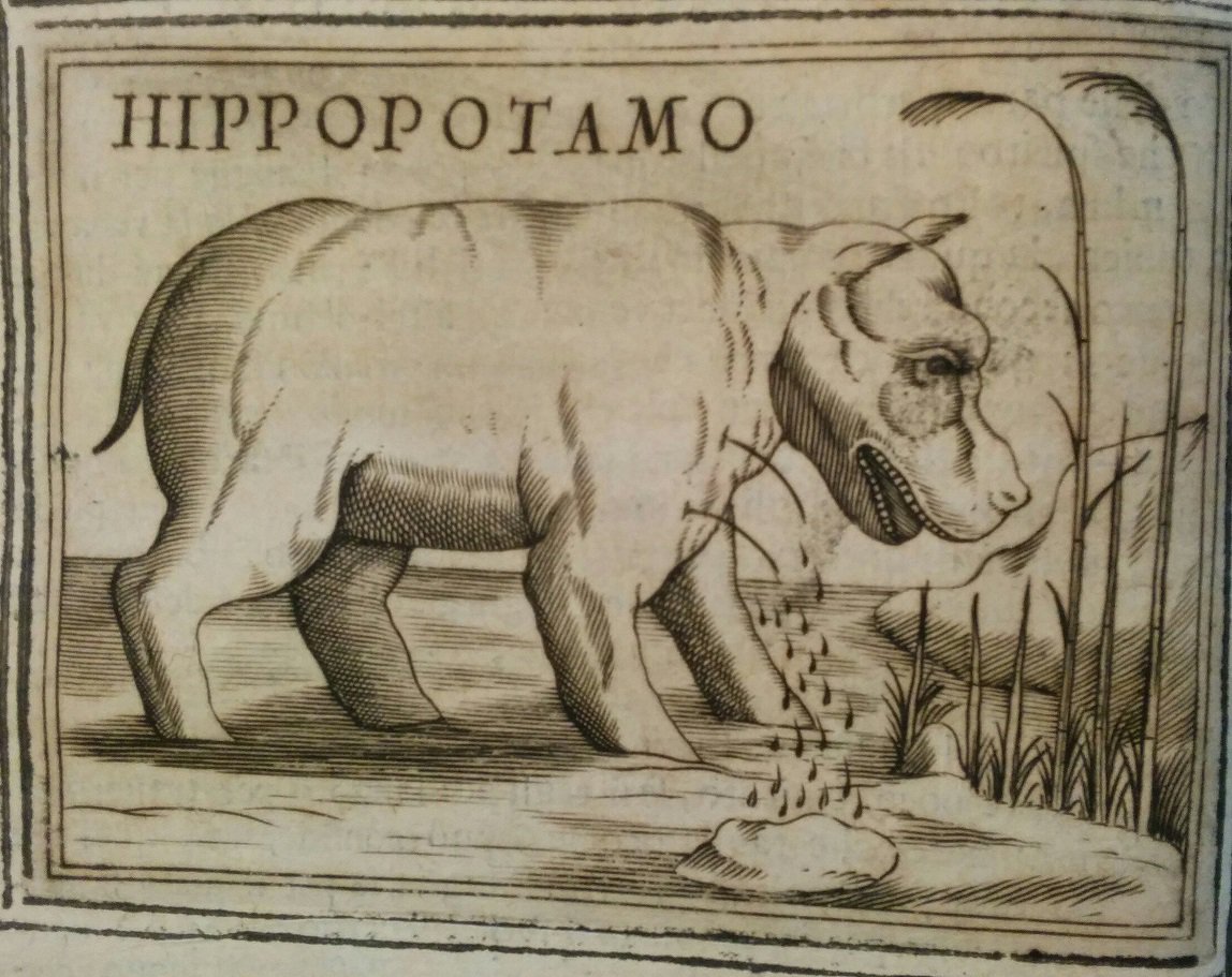 Hippo phlebotomy