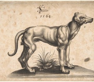 Tobias Stimmer, A Dog Looking to the Right, 1564. The Metropolitan Museum of Art