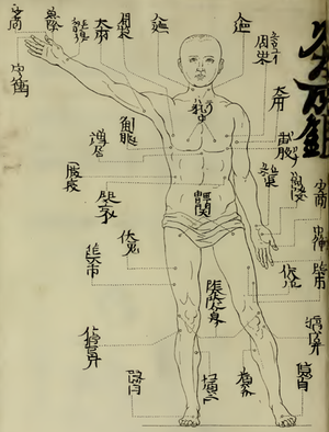 Traditional Japanese moxibustion points, as reproduced in Engelbert Kaempfer’s treatise (1712).